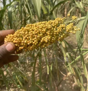 African Yellow Sorghum, Non Hybrid, Medium Yield Variety