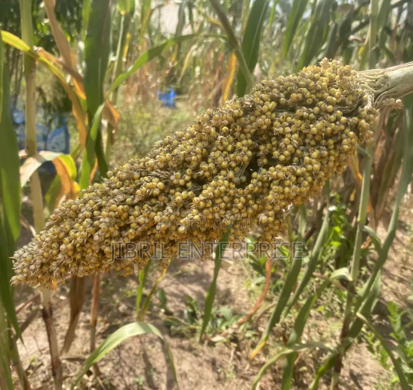 African Yellow Sorghum, Non Hybrid, Medium Yield Variety