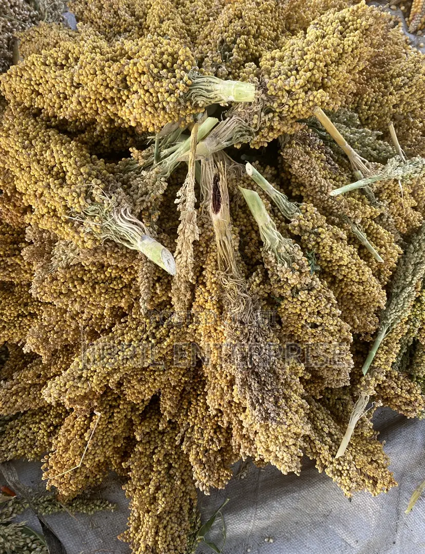 African Yellow Sorghum, Non Hybrid, Medium Yield Variety