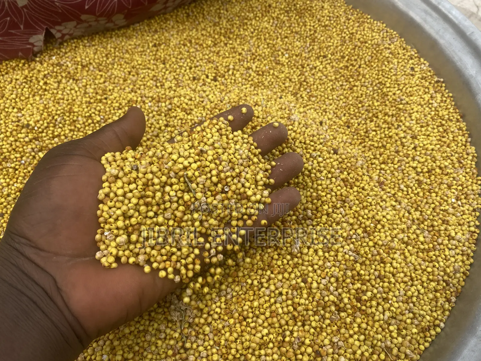 African Yellow Sorghum, Non Hybrid, Medium Yield Variety