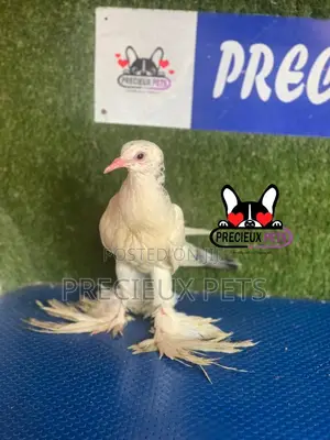 1 Pair of Pomeranian Pouter Pigeons