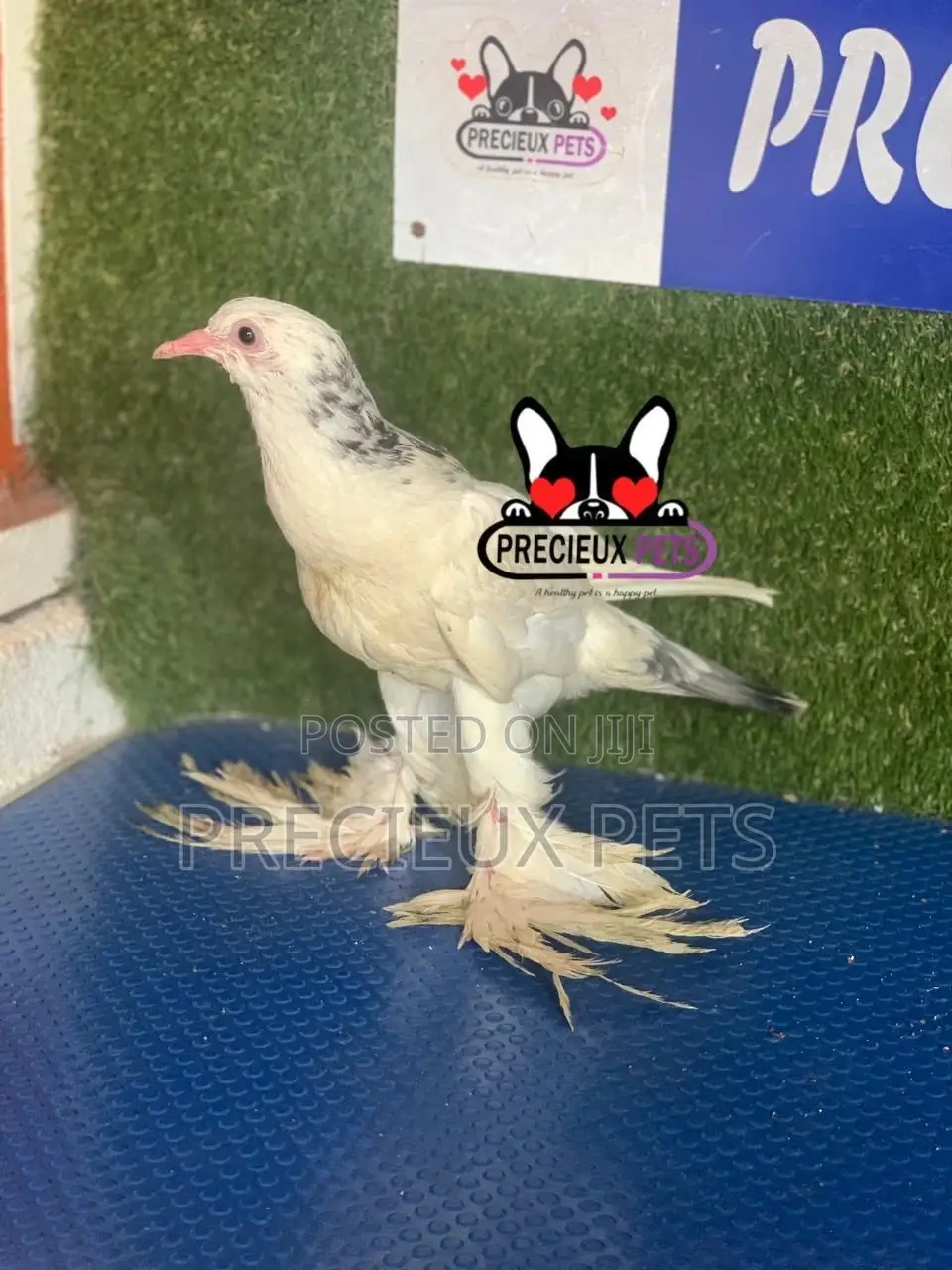 1 Pair of Pomeranian Pouter Pigeons