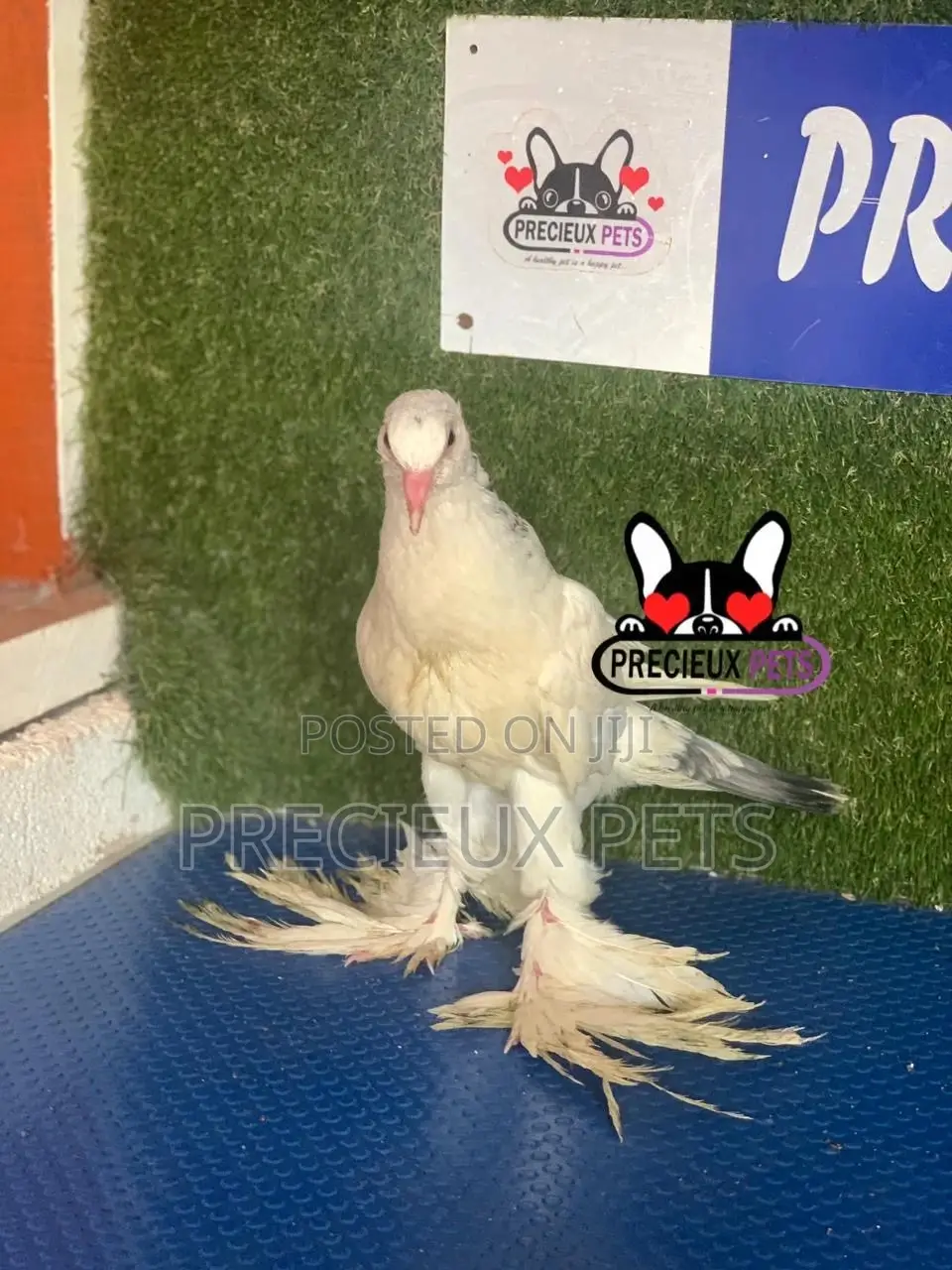 1 Pair of Pomeranian Pouter Pigeons