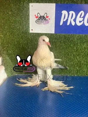 1 Pair of Pomeranian Pouter Pigeons