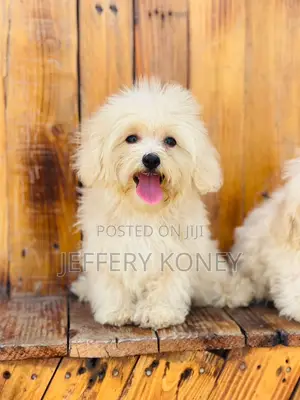 1-3 months Female Purebred Maltese