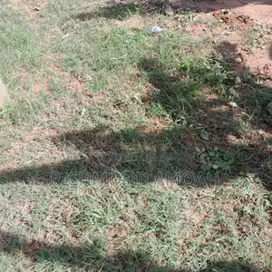 Half Plot for Sale at Ntankoful