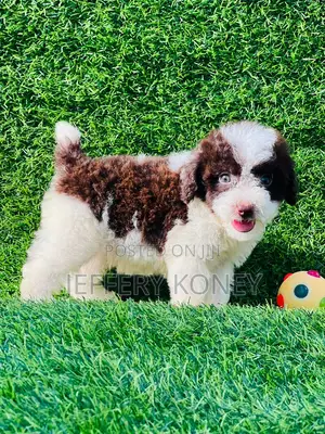 1-3 months Male Purebred Poodle