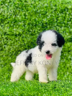 1-3 months Female Purebred Poodle
