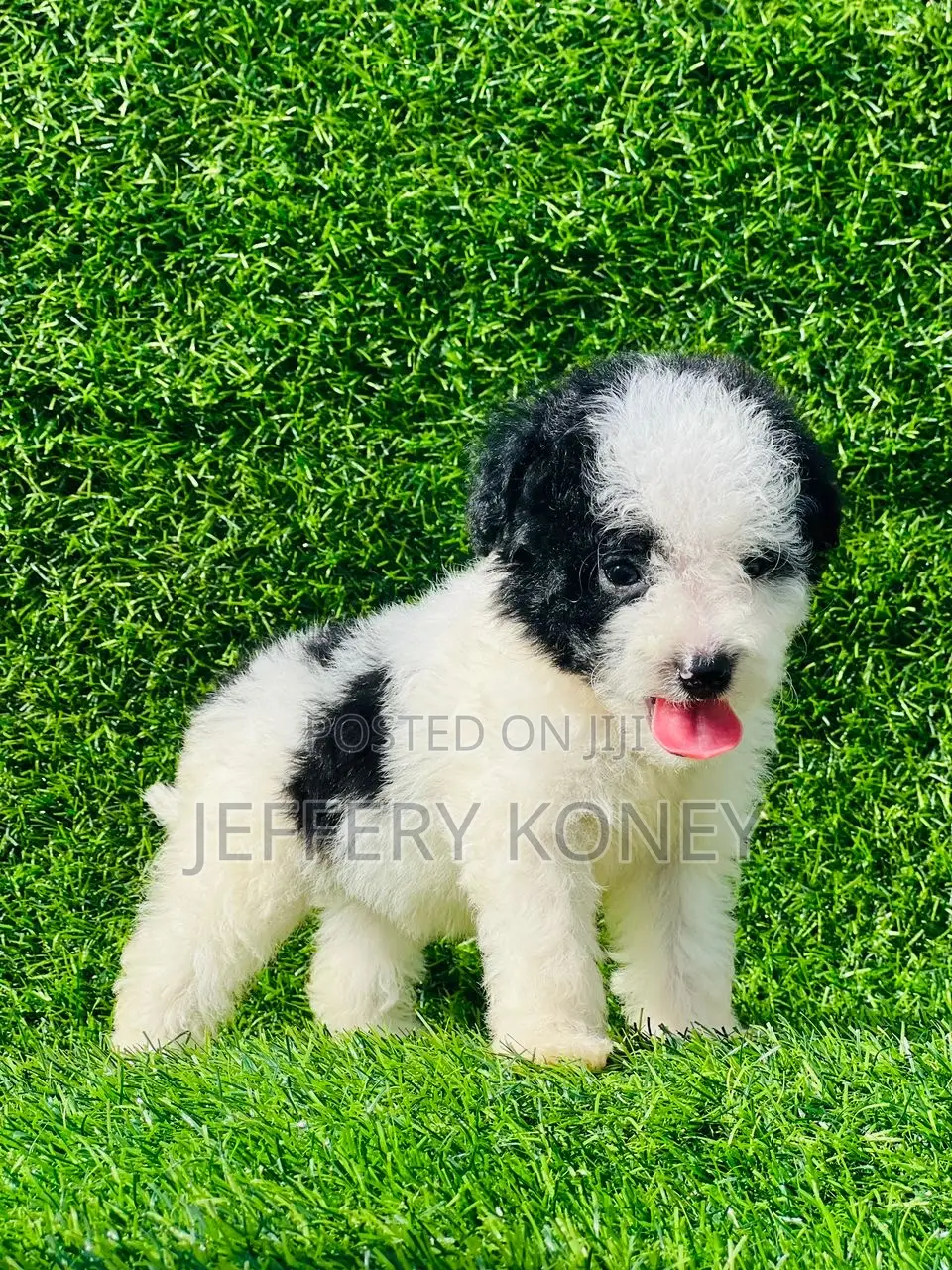 1-3 months Female Purebred Poodle