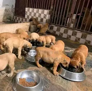 1-3 months Female Purebred Boerboel