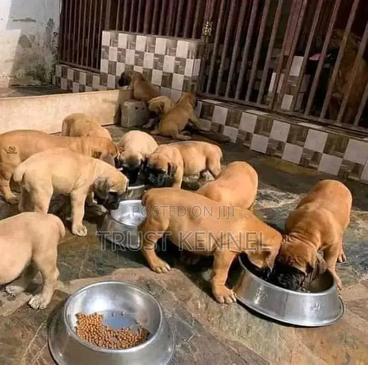 1-3 months Female Purebred Boerboel
