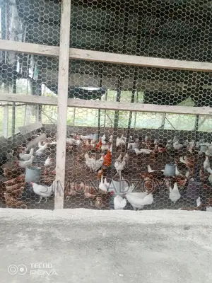 9 Plot Of Land And Poultry Farm For Sale