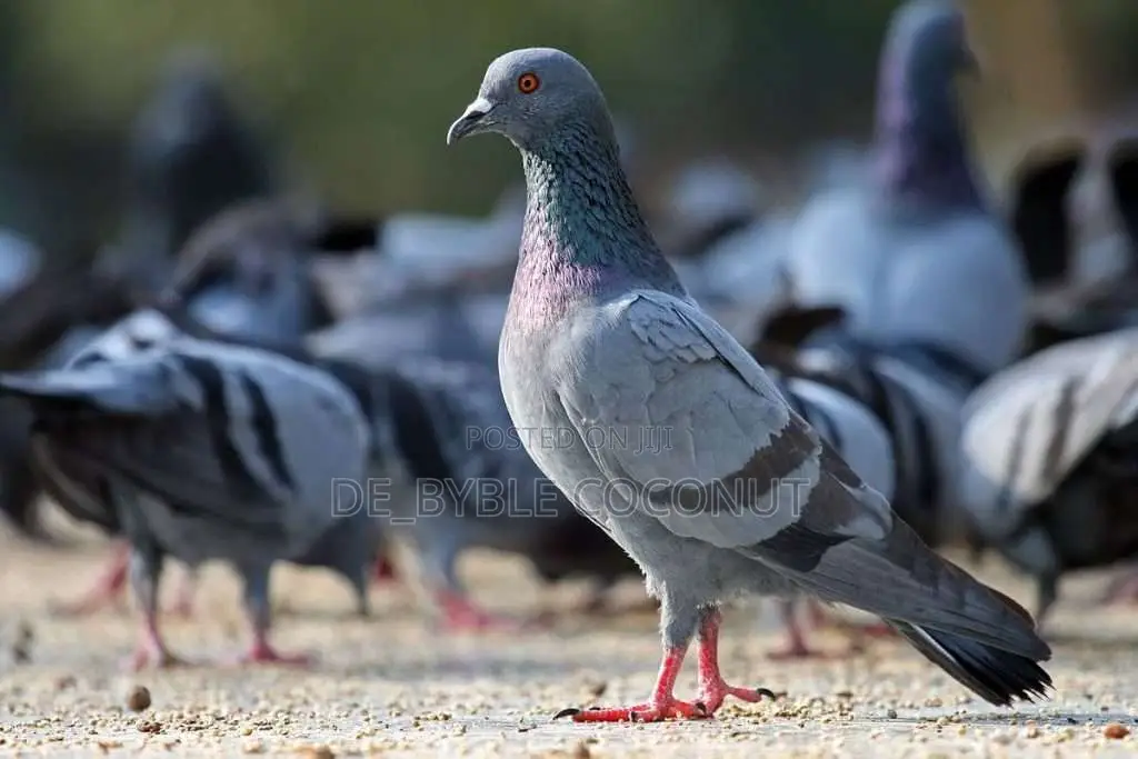 Rock Dove for Sales