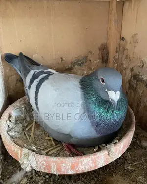 Rock Dove for Sales