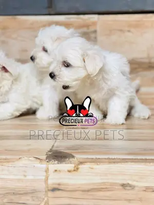 1-3 months Male Purebred Maltese