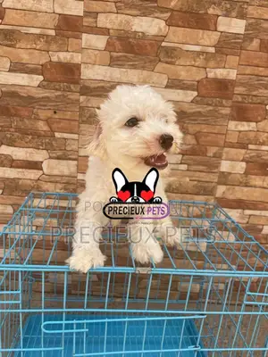 1-3 months Male Mixed Breed Maltipoo