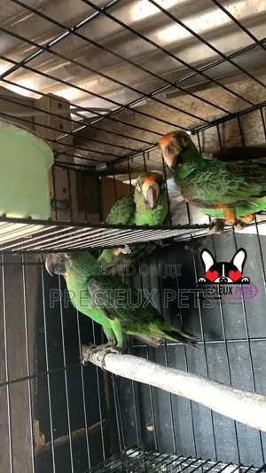 House Talking Birds for Sale