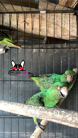House Talking Birds for Sale