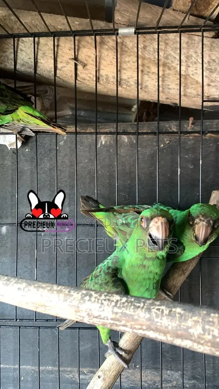 House Talking Birds for Sale
