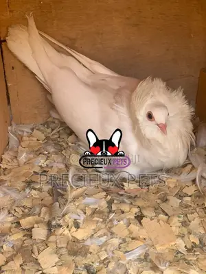 White Mâle Jacobin Pigeons