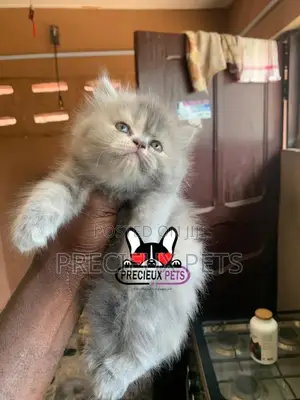 1-3 months Female Purebred Persian