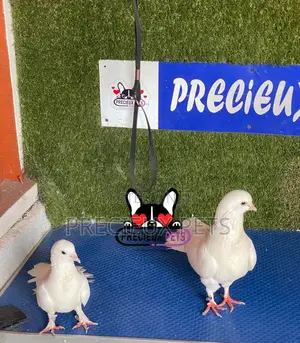 1 Pair of Gaint Home Racer Pigeons