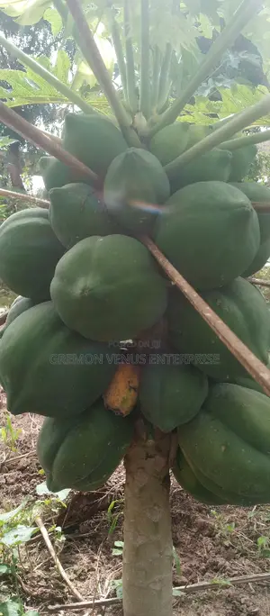 Dwarf Pawpaw Fruit, Seeds and Seedlings for Sale
