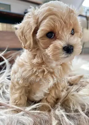1-3 months Male Purebred Poodle