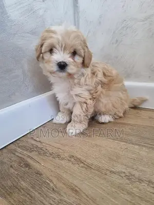 1-3 months Female Purebred Poodle