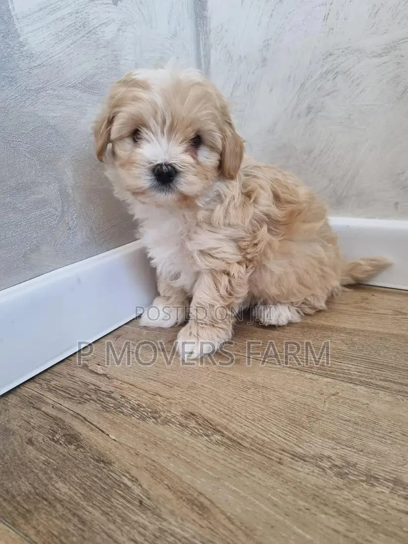1-3 months Female Purebred Poodle