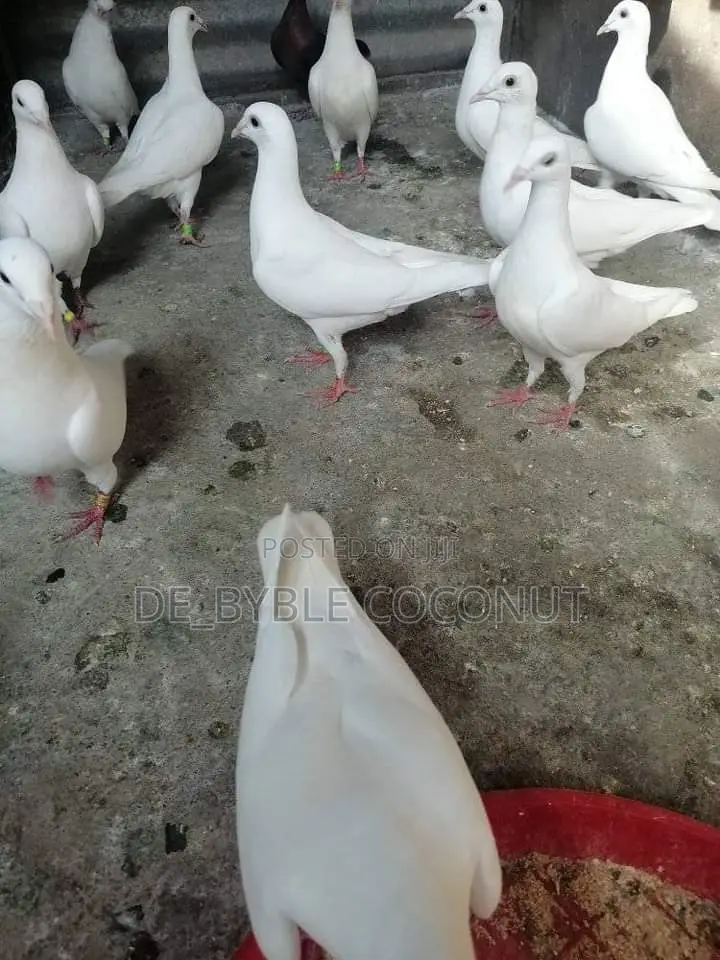 Purely White Dove Is Going for Cool Price
