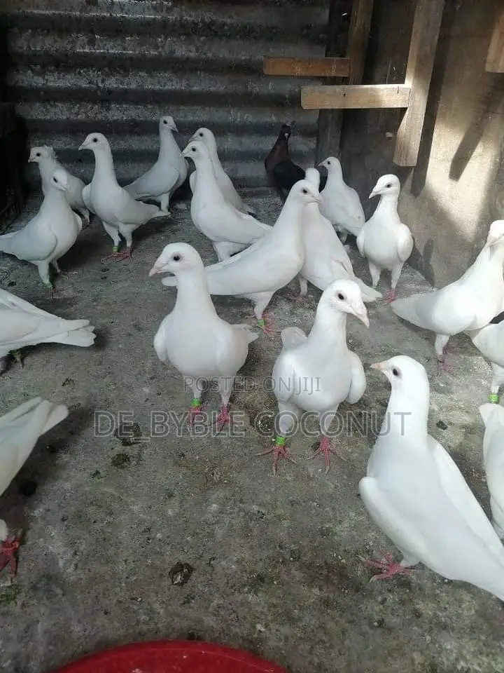 Purely White Dove Is Going for Cool Price