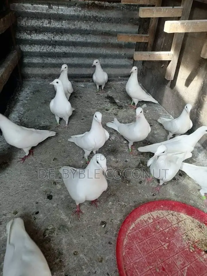 Purely White Dove Is Going for Cool Price