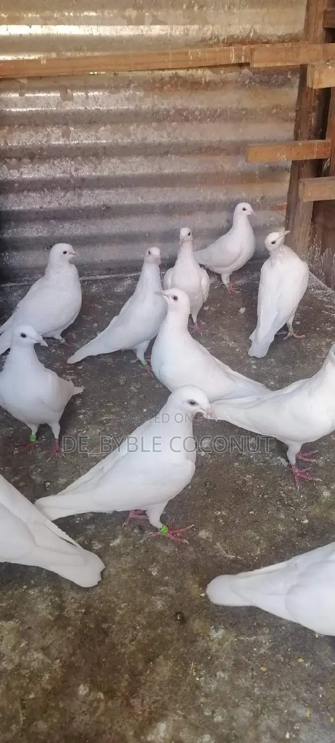 Purely White Dove Is Going for Cool Price