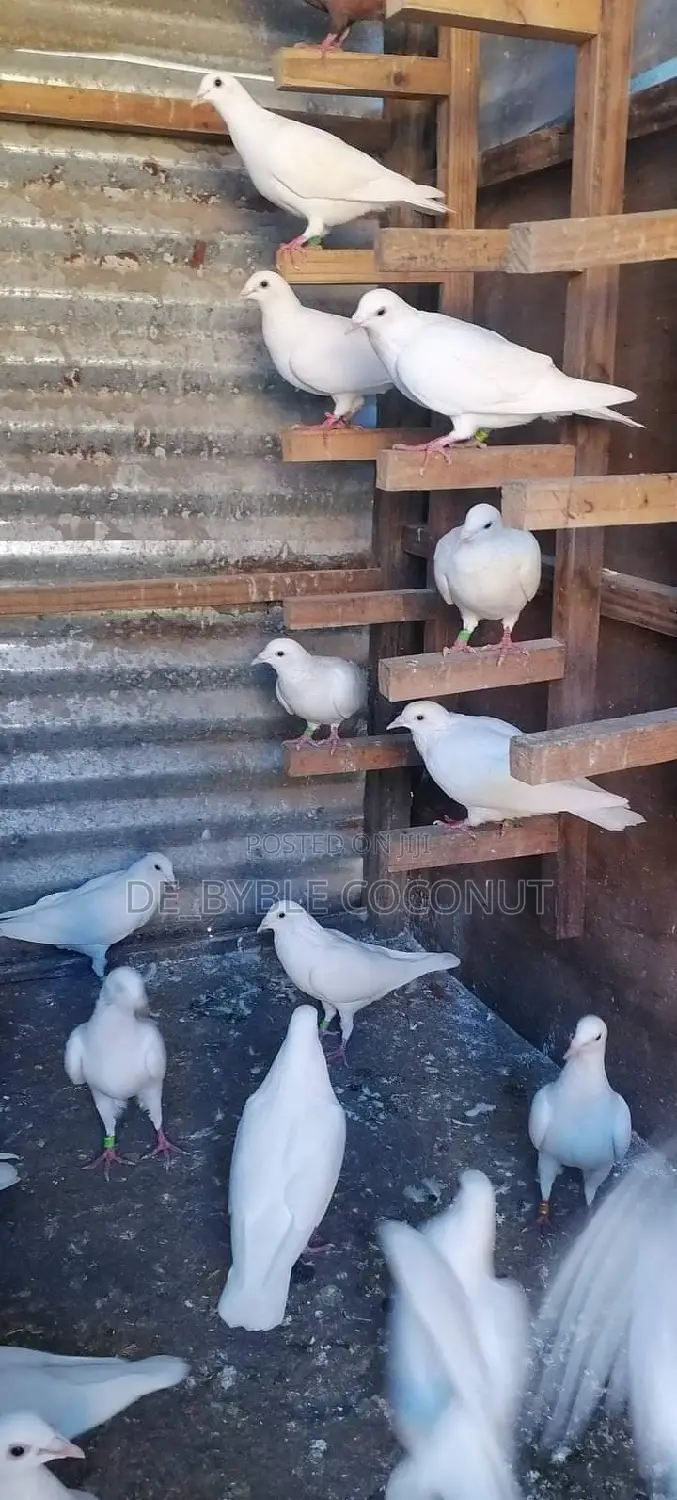 Purely White Dove Is Going for Cool Price