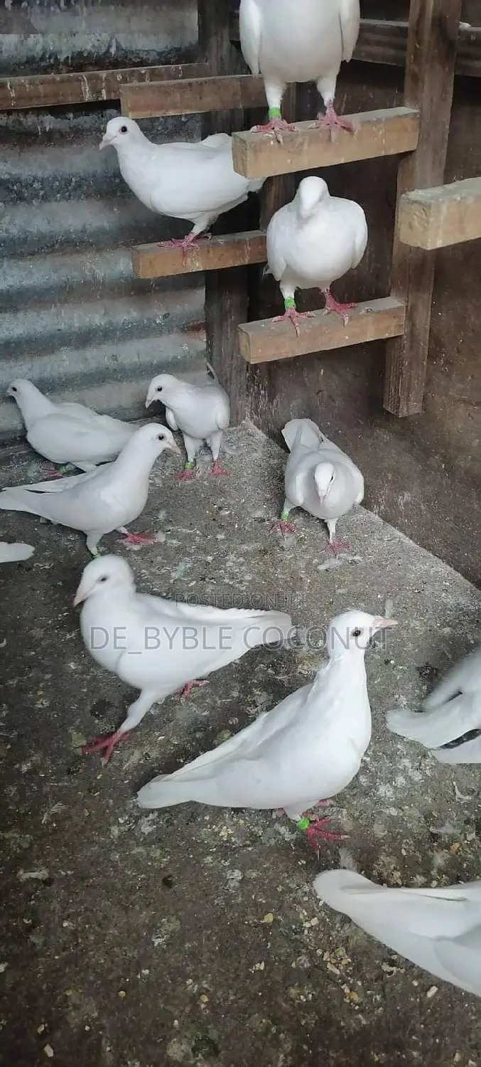 Purely White Dove Is Going for Cool Price