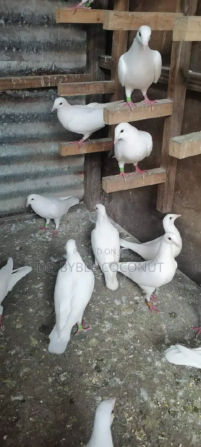 Purely White Dove Is Going for Cool Price