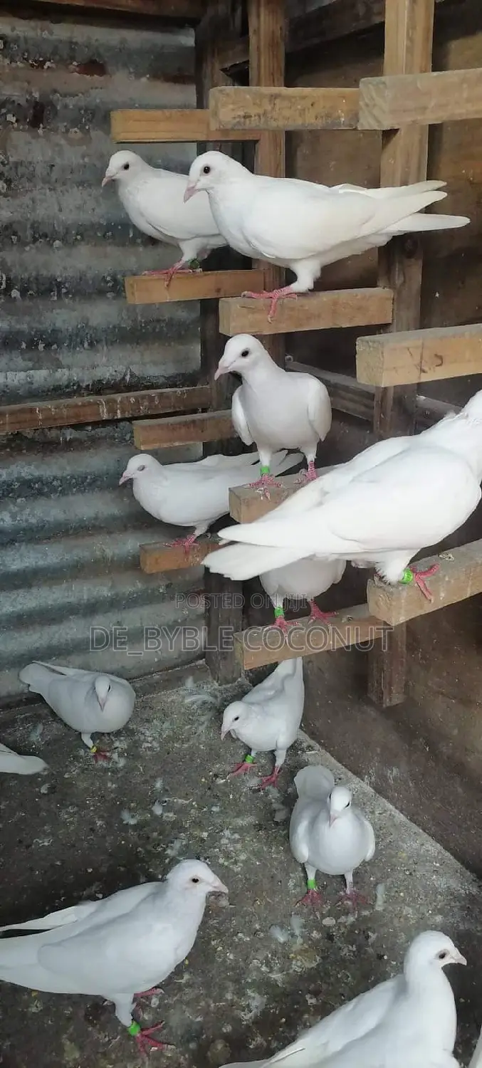 Purely White Dove Is Going for Cool Price