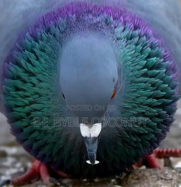 Rock Dove for Sales