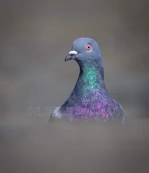 Rock Dove for Sales