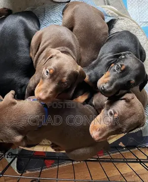 1-3 months Male Purebred Doberman Pinscher