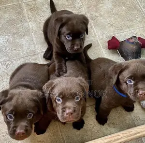 1-3 months Male Purebred Labrador Retriever