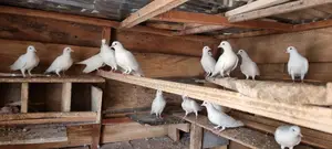White Pigeons