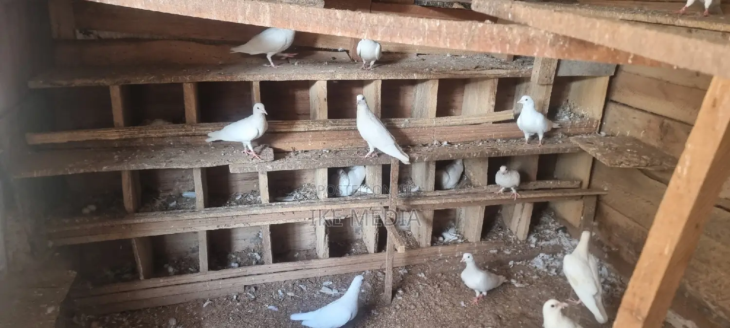 White Pigeons