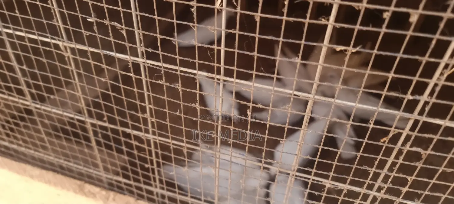 White Pigeons