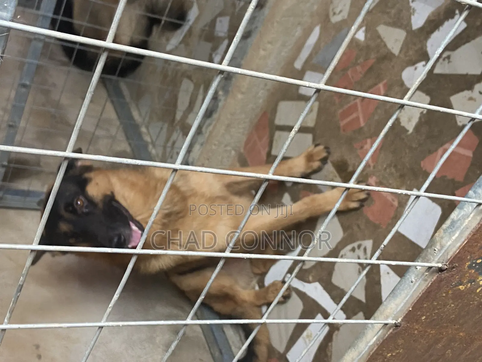 6-12 months Male Purebred German Shepherd