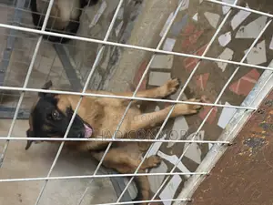 6-12 months Male Purebred German Shepherd