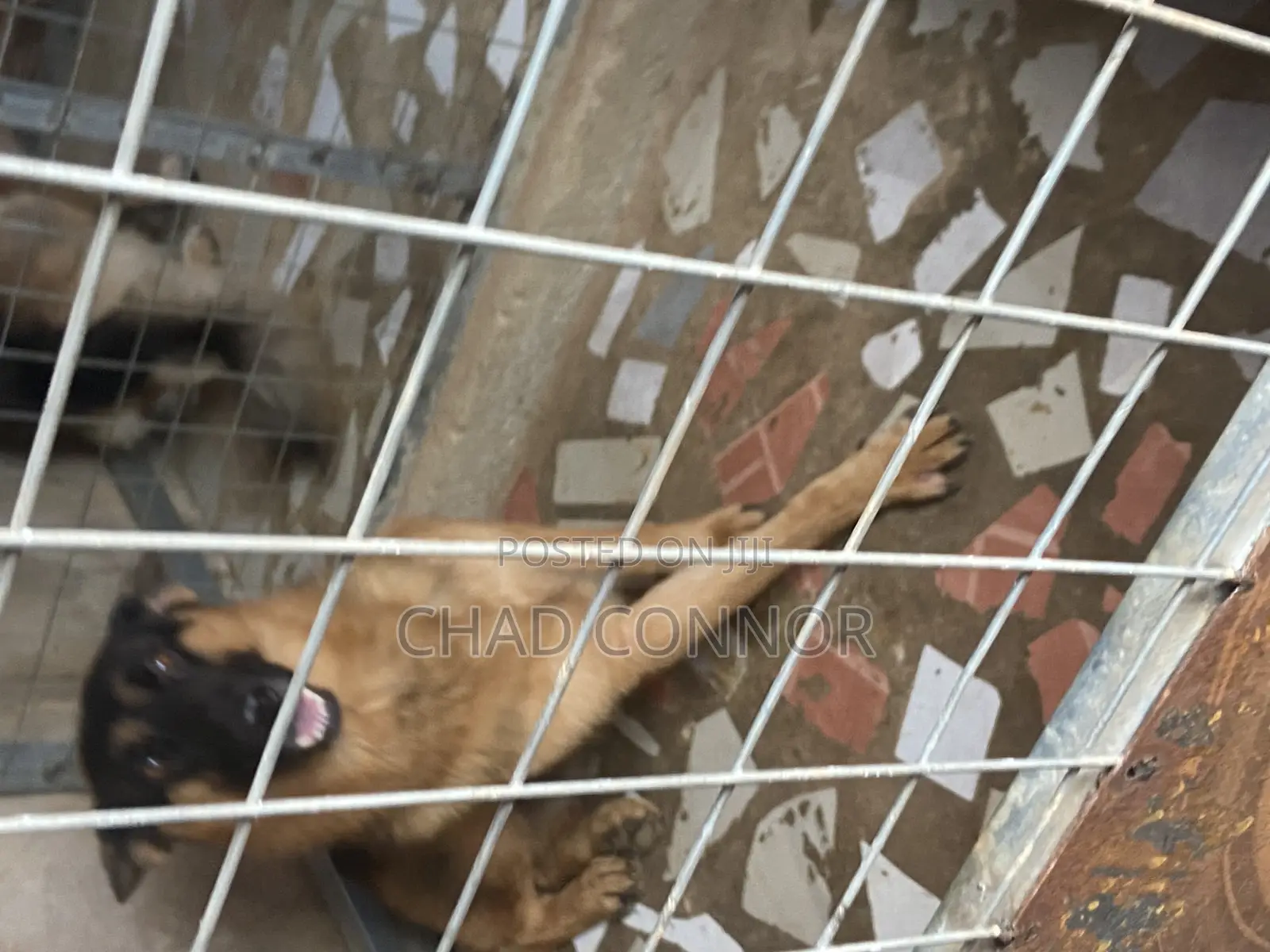 6-12 months Male Purebred German Shepherd