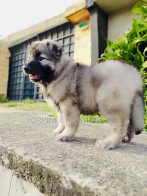 1-3 months Male Purebred Caucasian Shepherd