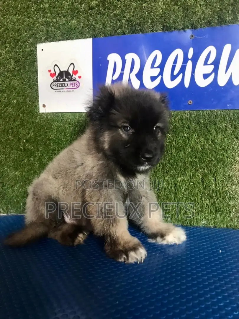 1-3 months Male Purebred Caucasian Shepherd